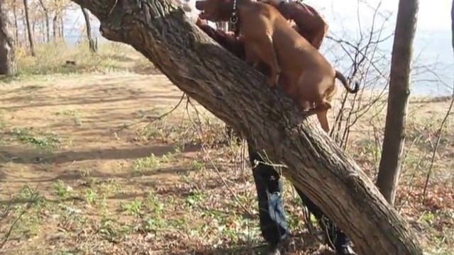 учимся лазать по дереву смотреть онлайн