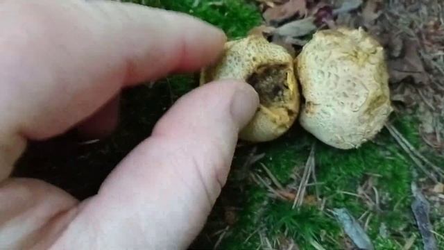 Tęgoskór cytrynowy смотреть онлайн