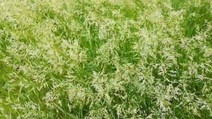 Мятлик луговой - ценный белковый злак