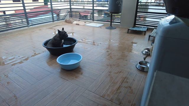 French Bulldog Playing With Water During Summer | French Bulldog Philippines