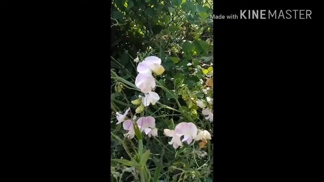 Логопед и дача. Лексическая тема "Цветы" смотреть онлайн