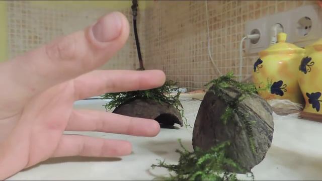 Аквариумные растения. Выпуск 3: Мхи смотреть онлайн