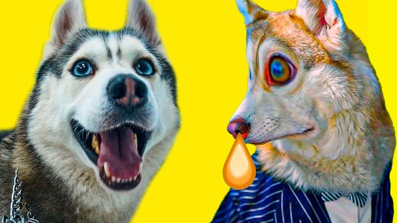 РЫЖАЯ СОПЛЯ!!! Все серии июня подряд!! (Хаски Бублик) Говорящая собака смотреть онлайн