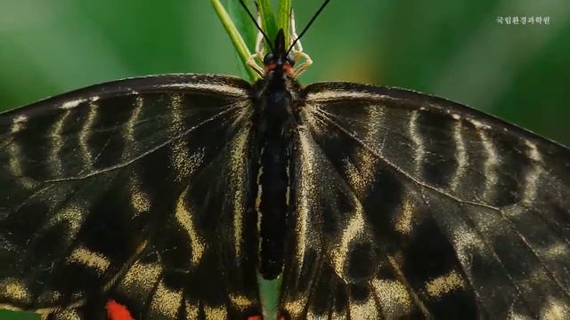 꼬리명주나비_Sericinus montela_국립환경과학원 смотреть онлайн