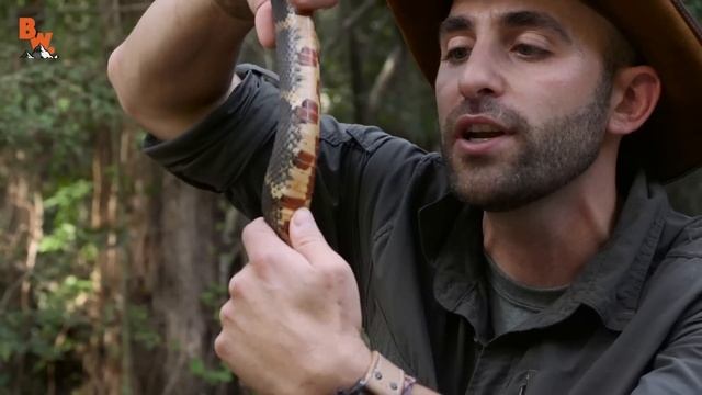 ГАДЮКА против УЖА / Койот Питерсон на русском смотреть онлайн