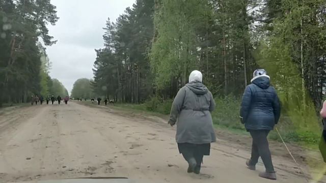 ЕДЕМ ДОМОЙ . СКОЛЬКО РАДОСТИ У КОРОВ . смотреть онлайн