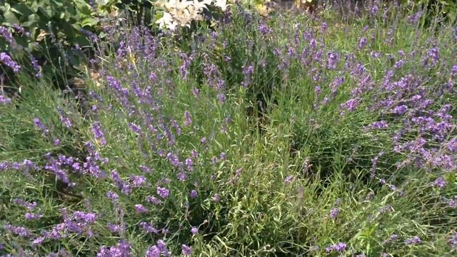 Лаванда Неимоверный Аромат и Цветение смотреть онлайн