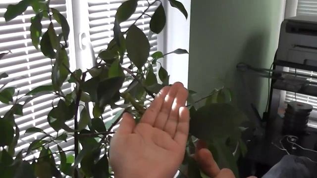 Зеленый богомол, жуткая опасность для ребенка, или нет? Опасен ли укус богомола? смотреть онлайн