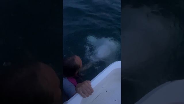 Купание с белухами смотреть онлайн