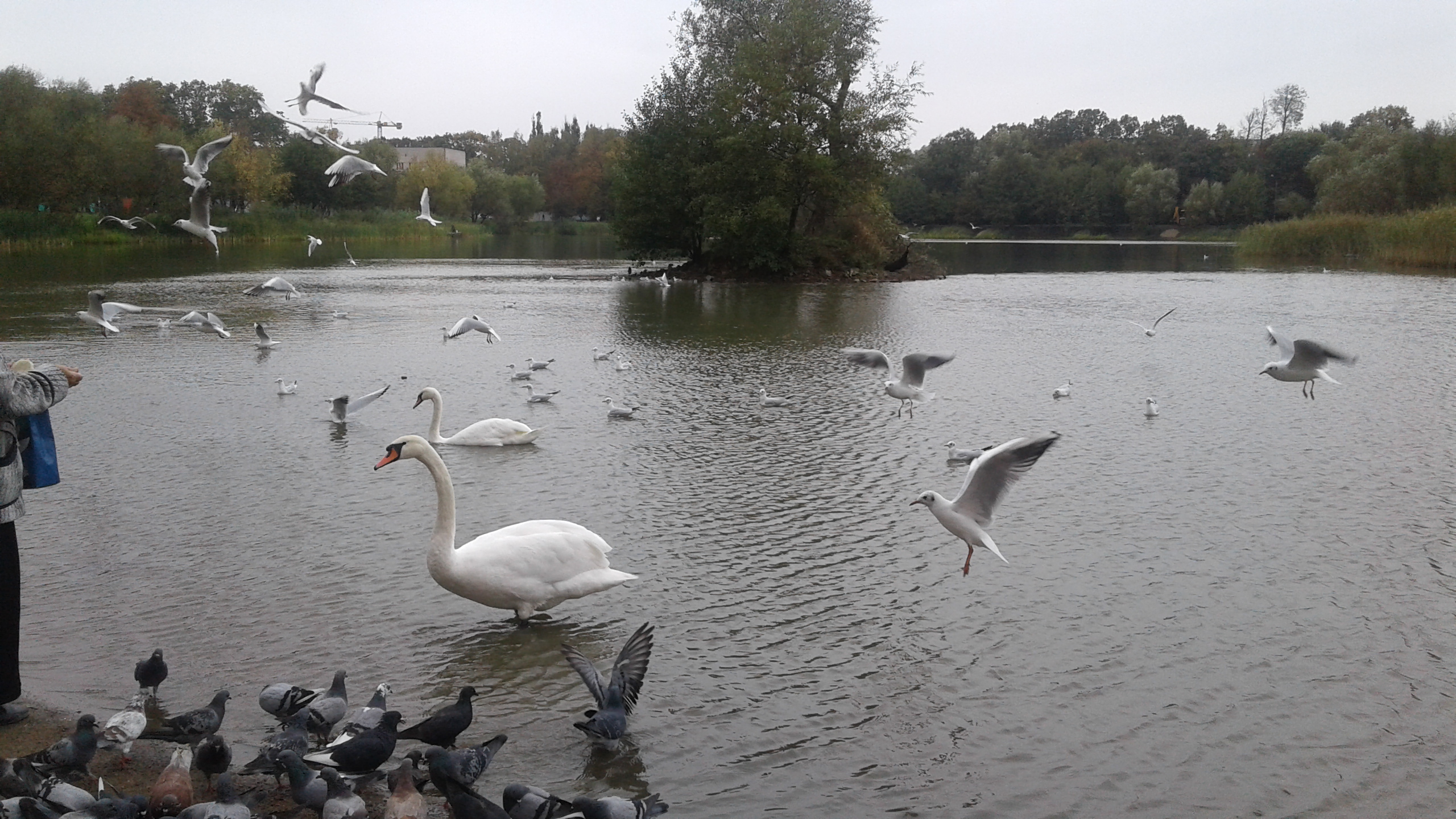 Прогулка по парку у пруда