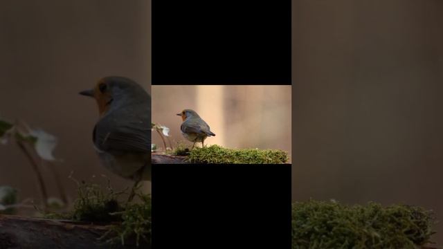 سورہ فیل خوبصورت آواز میں 🌹#sorahfeel #quran #foryou