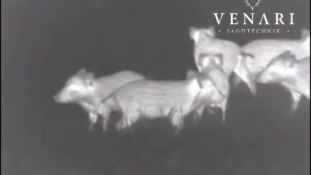 Pulsar Helion XP50 Testaufnahmen Wildschwein Frischlinge смотреть онлайн