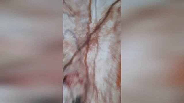 Палантин Предчувствие любви смотреть онлайн