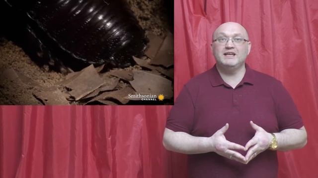 Таракан-носорог Macropanesthia rhinoceros смотреть онлайн