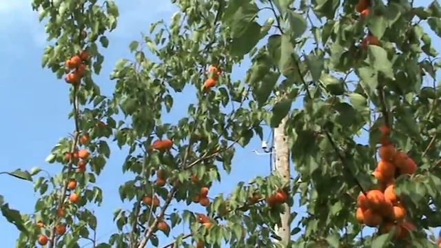 абрикос Алый парус смотреть онлайн