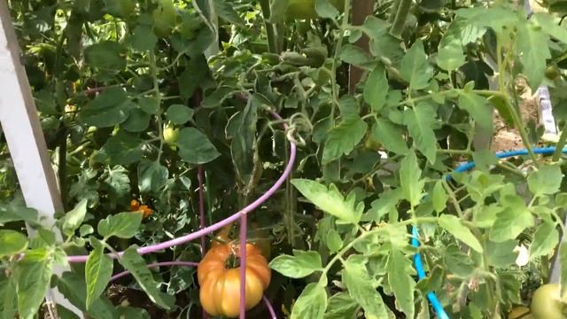 Томат Клондайк / Урожай 2016 / Высокорослые крупноплодные томаты (помидоры) смотреть онлайн