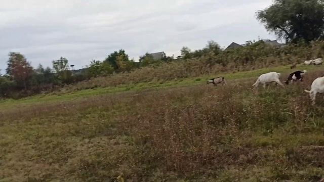 откуда взялся вершок в молоке ??? смотреть онлайн