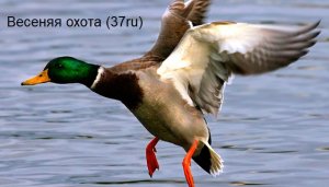 Весенняя охота с подсадной уткой 2023