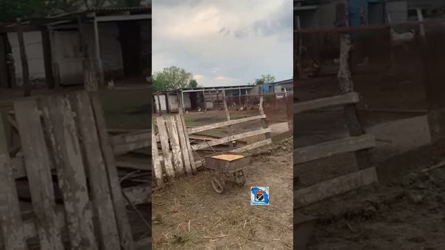 Кормим лошадей на казачьей поляне смотреть онлайн
