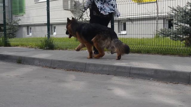 Бруно смотреть онлайн