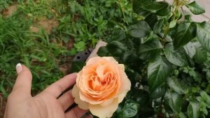 Розы в Подмосковье. 2022, первая волна, обзор цветущих роз (часть 1)