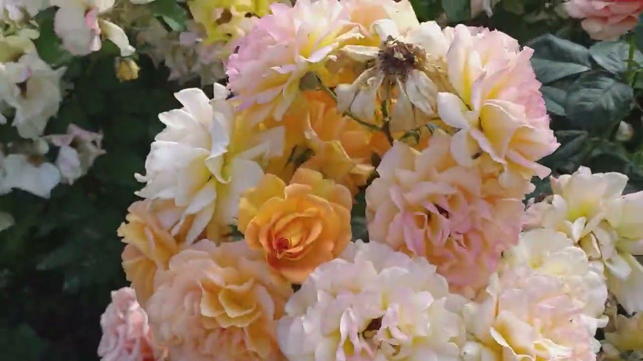 РОЗЫ - КОНКУРС НЕРЯШЛИВОСТИ... смотреть онлайн