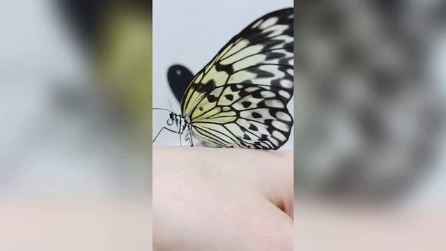Доставим живых бабочек смотреть онлайн