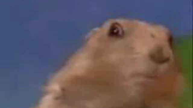 Dramatic хомячок смотреть онлайн