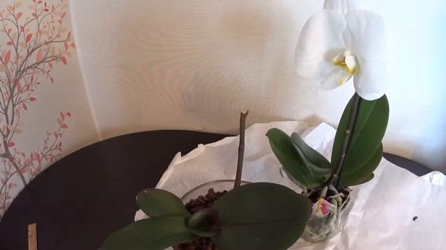 ФАЛЕНОПСИС СИНГОЛО (Phalaenopsis Singolo). смотреть онлайн