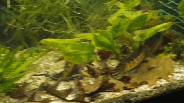 Channa aurantimaculata брачные танцы 6 смотреть онлайн