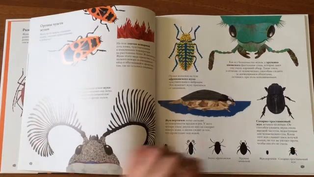 Обзор книги В мире жуков от Toys Afrodita смотреть онлайн