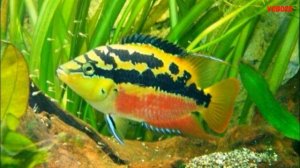 Цихлазома Сальвини Содержание в аквариуме разведение и совместимость цихлазом