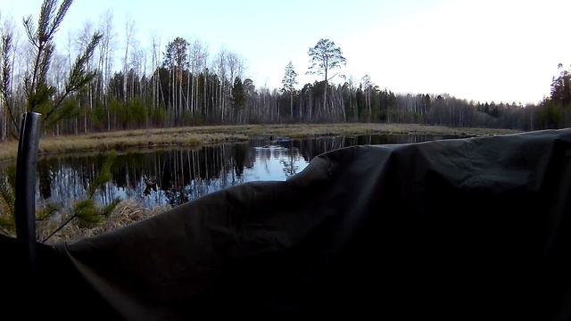 Утка на резинке в действии . смотреть онлайн