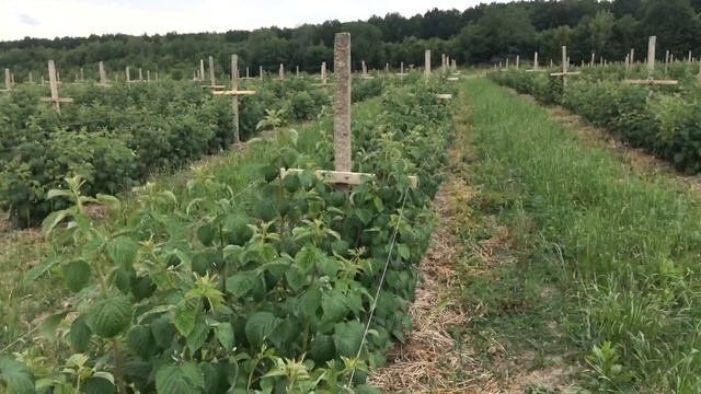 Малина Malling Juno в д.п.Батькив сад.Обзор на06.07.27г.