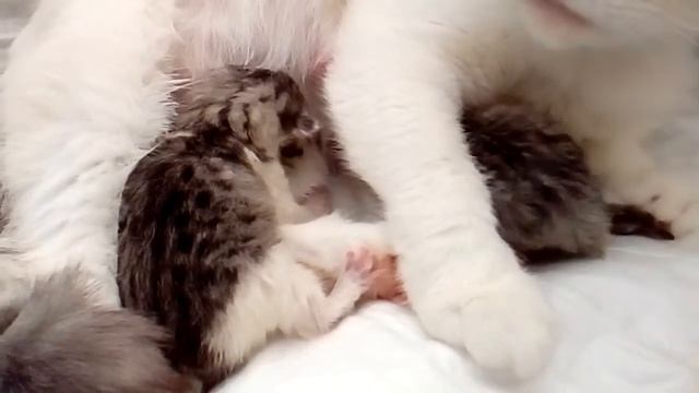 Кошка Нэсси принесла потомство. смотреть онлайн