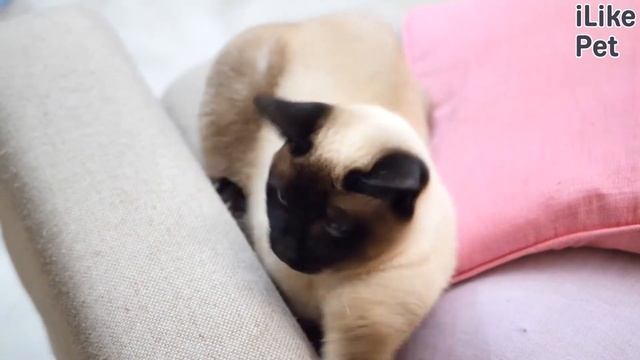 5 идей для игр с кошкой дома смотреть онлайн