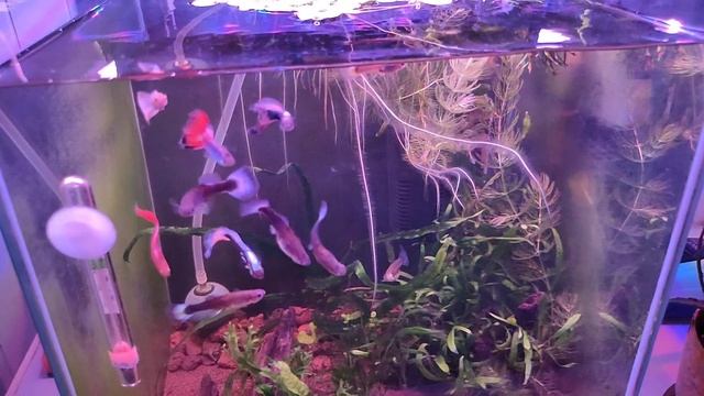 Случайно купил Гуппи смотреть онлайн