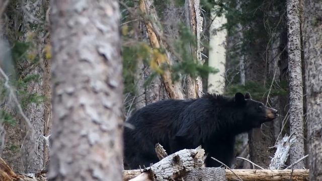 Медведь гризли
