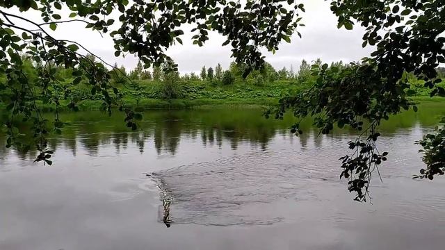 Опеченский посад Дендропарк Ушанова Новгородская область. Путешествие по Руси Новгородской смотреть онлайн