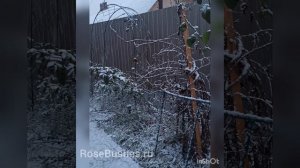 Плетистые розы. Арки, перголы, опоры.