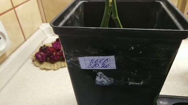 Осеннее черенкование роз в песок. Как выглядят черенки через полтора месяца. смотреть онлайн