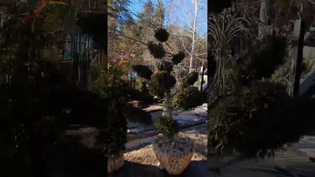 ЛАНДШАФТНЫЙ ДИЗАЙН. ВОРОНЕЖ. ЛИПА ШПАЛЕРА посадка крупномеров #липа #липашпалера  #крупномеры