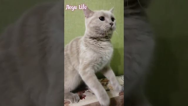 Кошка нападает смотреть онлайн