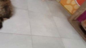 выставка кошек обзор Ростов-на-Дону тц Вавилон