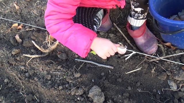 ВО ЧТО МНЕ ОБОШЁЛСЯ НАВОЗ / ПОСАДИЛИ ЛУК И ЧЕСНОК / СНАМАЕМ СТАРУЮ КРАСКУ смотреть онлайн