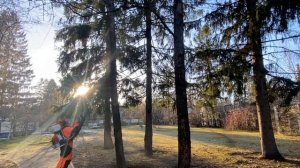 Обработка от короеда