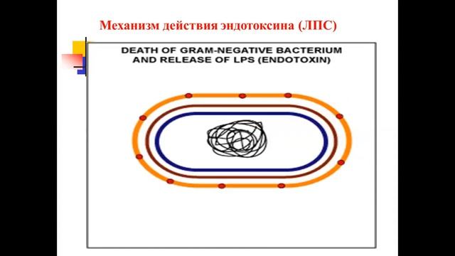 Dos Sara Qurbanova, Mikrobiologiya kafedrası, Mövzu Учение об инфекции смотреть онлайн
