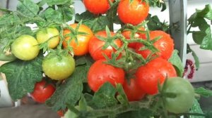 КАРЛИКОВЫЙ ТОМАТ ПИНОККИО. ВИДЕООБЗОР.  Ольга Чернова