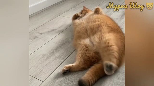 Говорящие коты! Сборник #38 ??❤️ смотреть онлайн