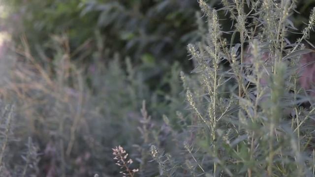 KOCHIA (Kochia scoparia) смотреть онлайн